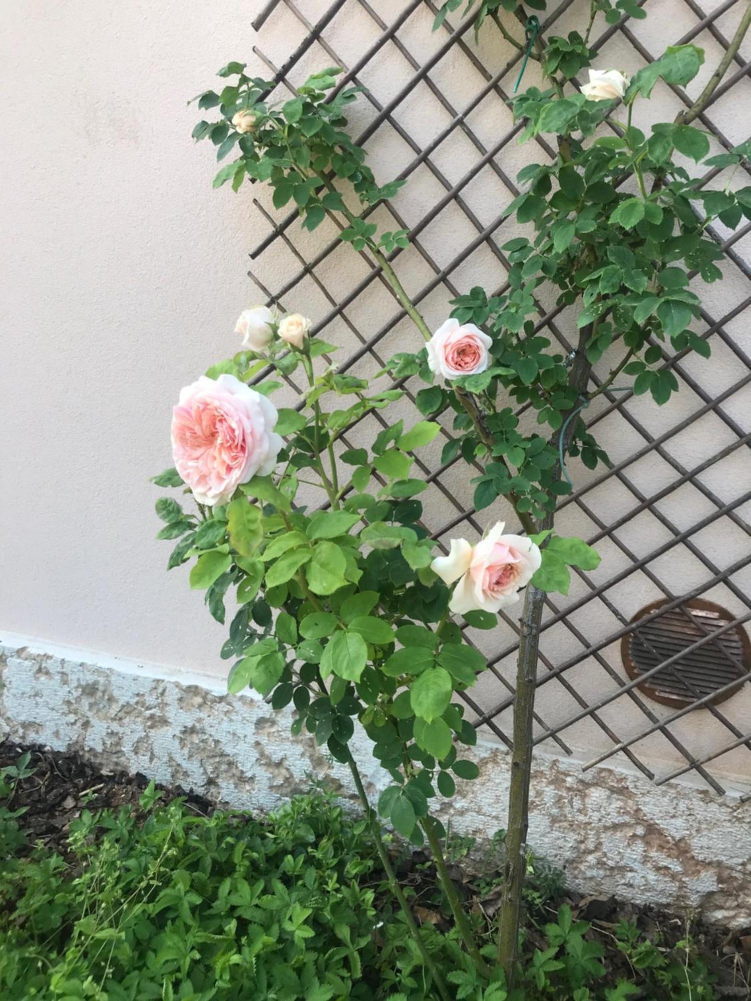 Una Casa Di Campagna Dossobuono Eksteriør billede